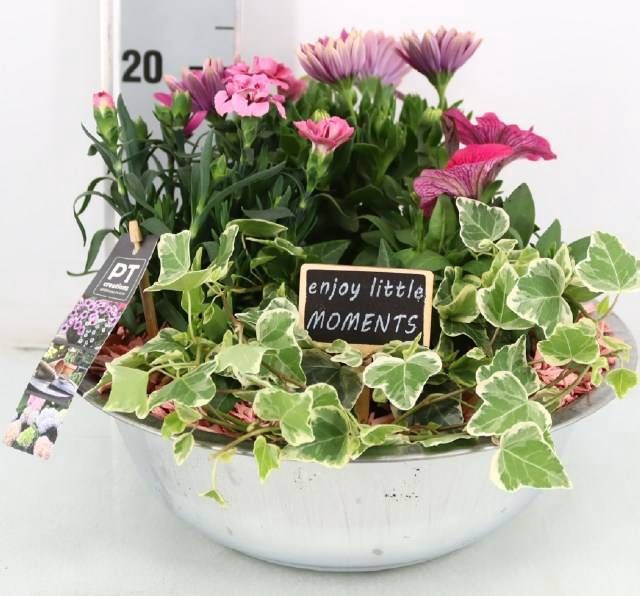 <h4>ARR TUINPLANTEN</h4>