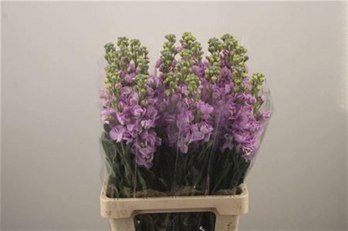 <h4>MATTH IRON MARINE</h4>