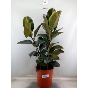 Ficus elastica 'Robusta'