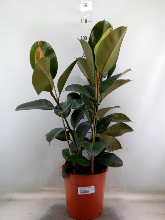 <h4>Ficus elastica 'Robusta'</h4>