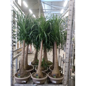 Beaucarnea recurvata
