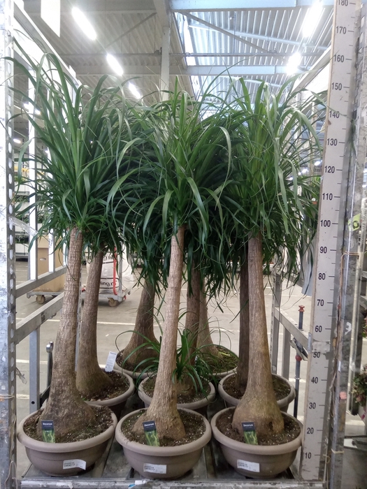 <h4>Beaucarnea recurvata</h4>