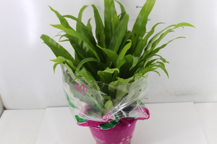 <h4>ASPLENIUM OSAKA LISO P19</h4>