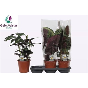 Calat Gemengd 19cm Pot