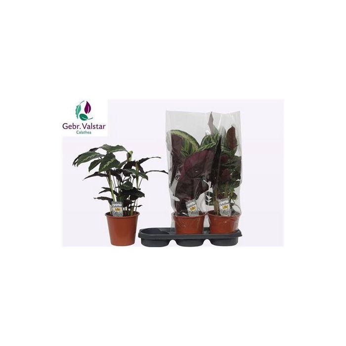 <h4>Calat Gemengd 19cm Pot</h4>