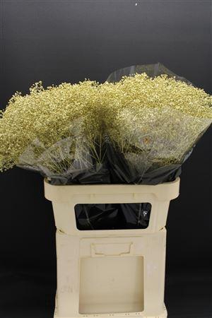 <h4>Gyps Fijn Goud</h4>