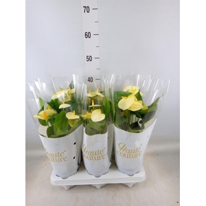 Anthurium andr. 'Vanilla'