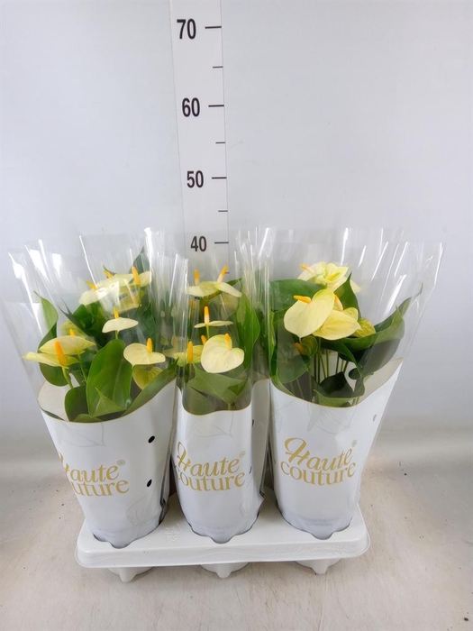 <h4>Anthurium andr. 'Vanilla'</h4>