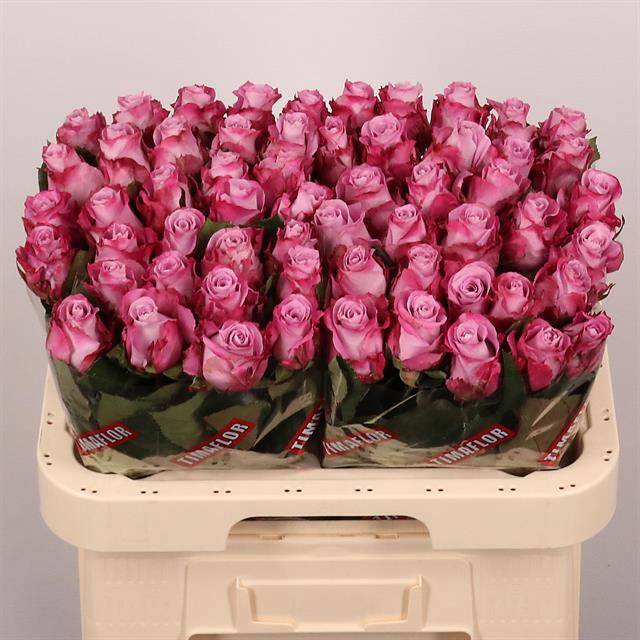 <h4>Rosa large maritim</h4>