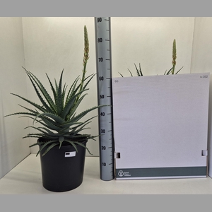 ALOE ARBORESCENS