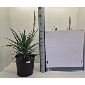 ALOE ARBORESCENS