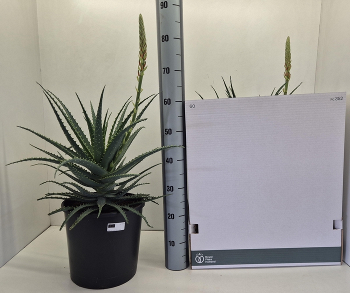 <h4>ALOE ARBORESCENS</h4>