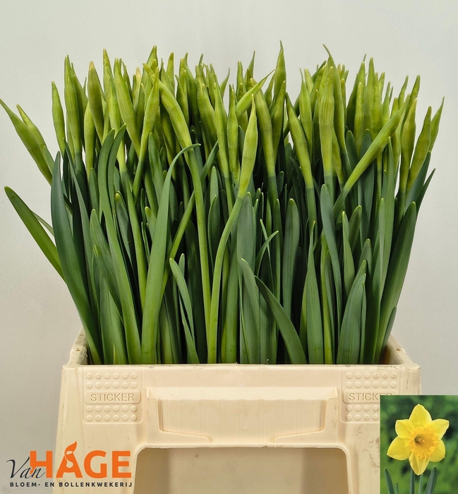 <h4>NARC G CARLTON</h4>