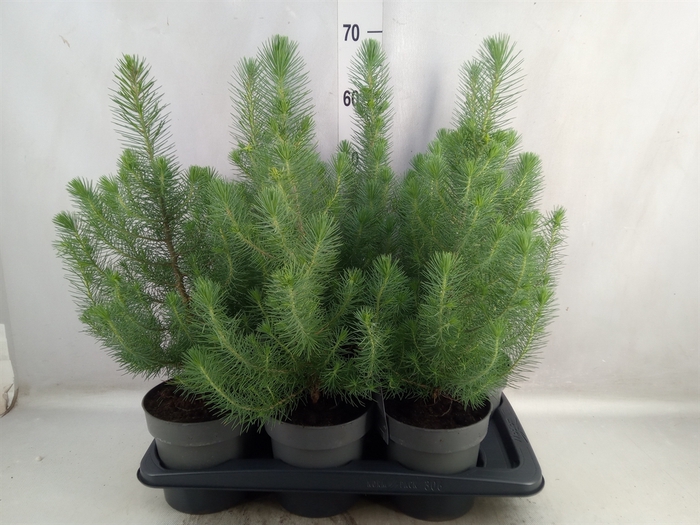 <h4>Pinus pinea 'Silver Crest'</h4>