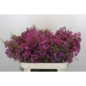 Chamelaucium Ariel