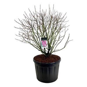 Syringa v. 'Michel Buchner'