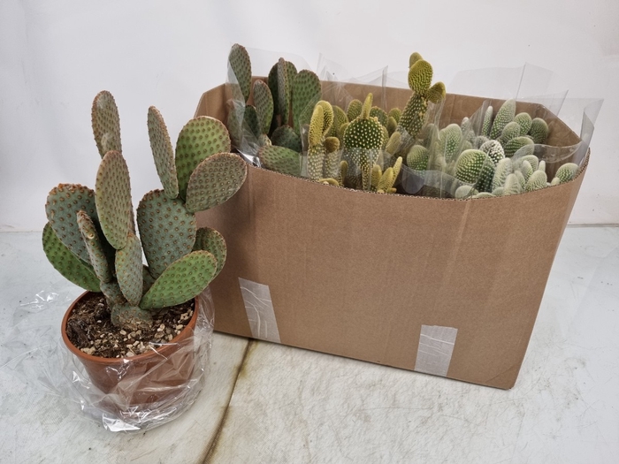 <h4>OPUNTIA MICRODASYS</h4>