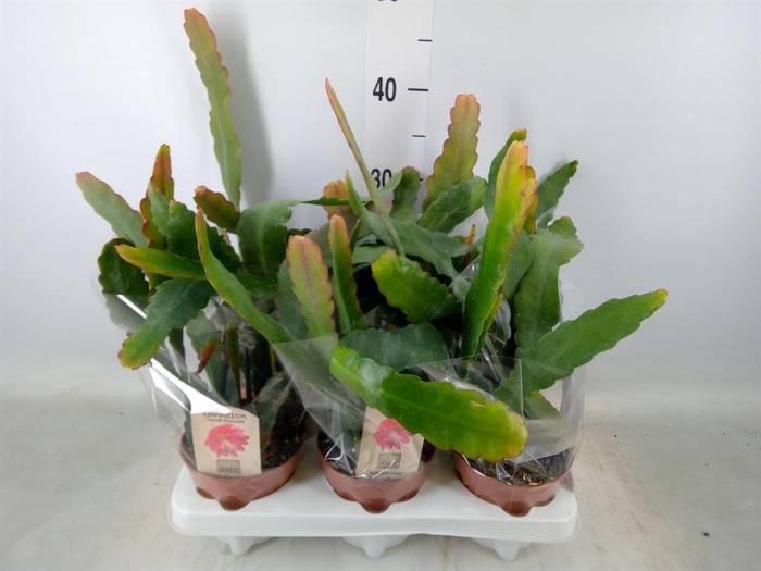 <h4>Epiphyllum   ...</h4>