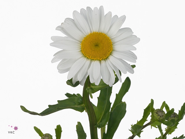 Leucanthemum Margriet