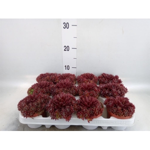 Sempervivum   ...