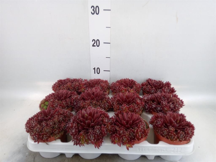 <h4>Sempervivum   ...</h4>