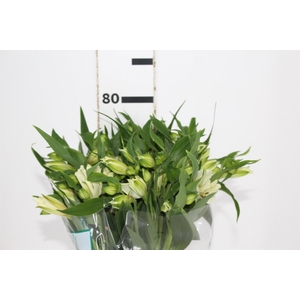 ALSTROEMERIA AKEMI 080 CM