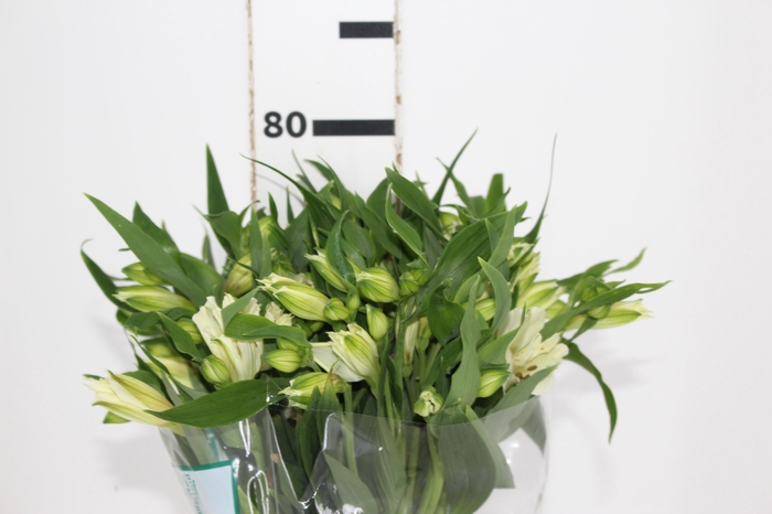 <h4>ALSTROEMERIA AKEMI 080 CM</h4>
