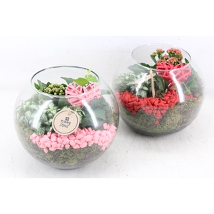 arr2 PL - Glas bol 285/5 - roze/rood