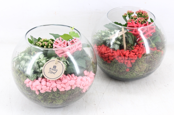 <h4>arr2 PL - Glas bol 285/5 - roze/rood</h4>