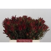 Leucadendron Blush Spray