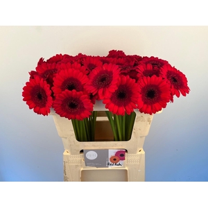 Germini Red Ruby Water