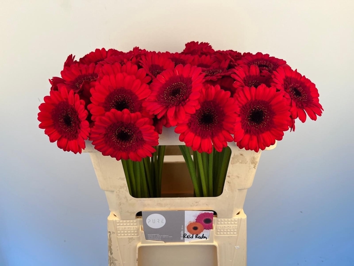 <h4>GE MI RED RUBY</h4>