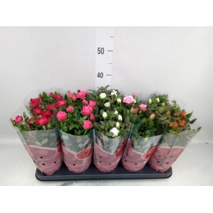 Rosa  'Star Roses'   ...mix 4