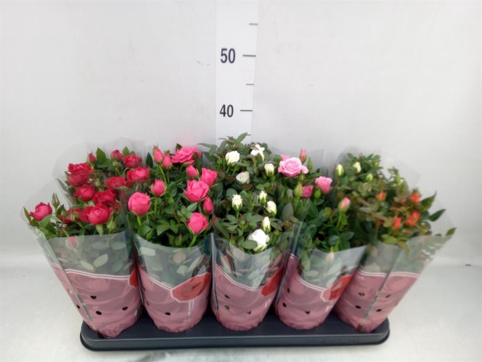 <h4>Rosa  'Star Roses'   ...mix 4</h4>