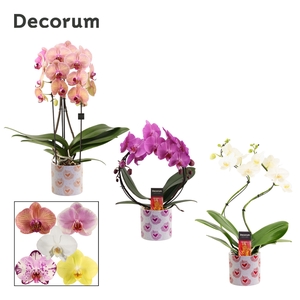 Phalaenopsis vormen mix 2 tak in Nine (Bubblicious-collection)