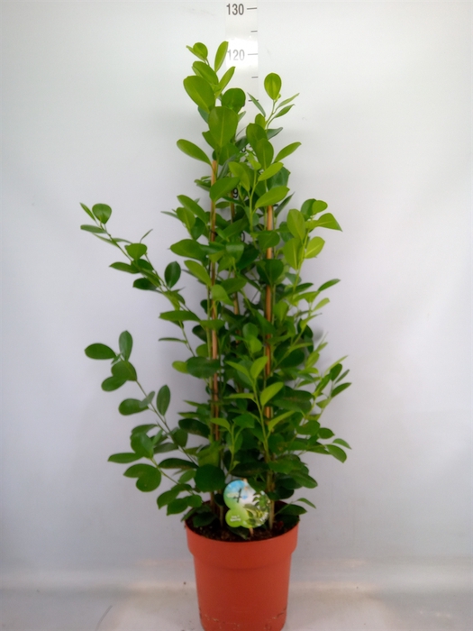 <h4>Ficus microcarpa 'Moclame'</h4>
