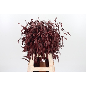 Chasmantium Kl Bh Bordeaux