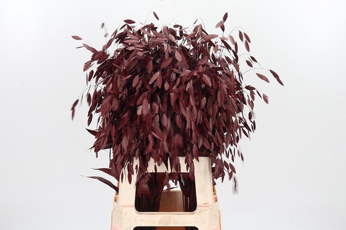 <h4>Chasmantium Kl Bh Bordeaux</h4>