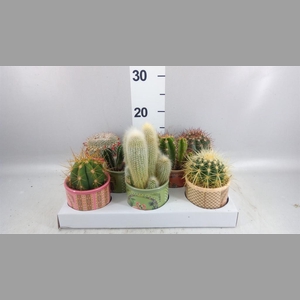 Cactus   ...