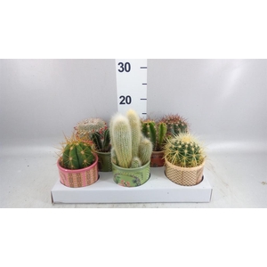 Cactus   ...