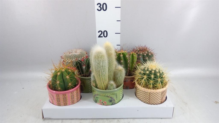 <h4>Cactus   ...</h4>