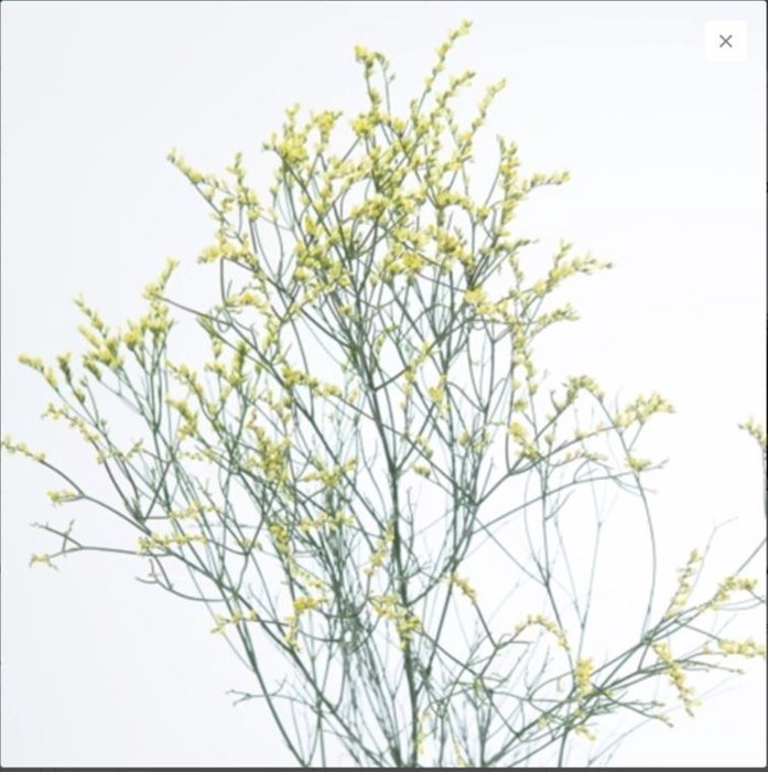 <h4>Lim. Saf Yellow</h4>
