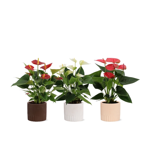 <h4>Anthurium 3 color mix in Lou ceramics</h4>