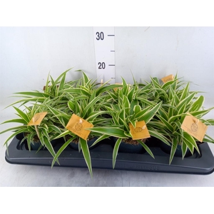 Chlorophytum com. 'Ocean'