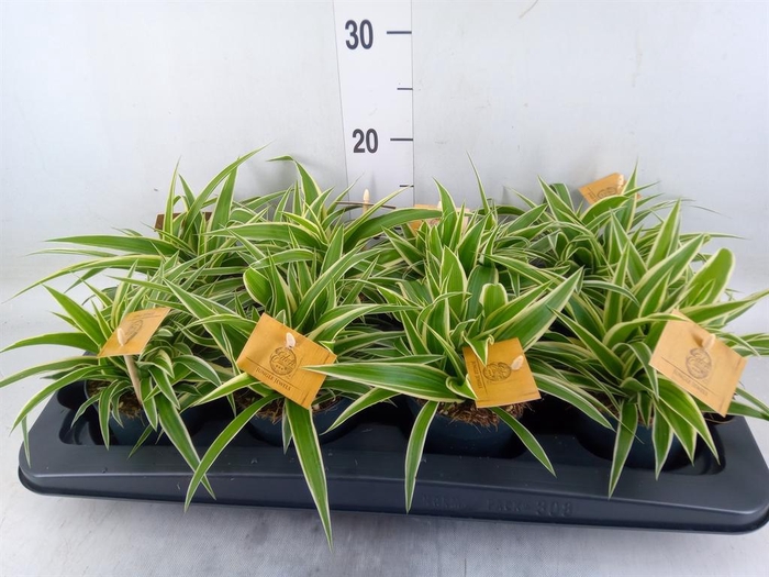 <h4>Chlorophytum com. 'Ocean'</h4>