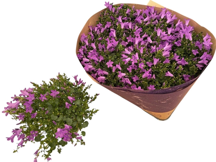 <h4>CAMP POR BLUEONE</h4>