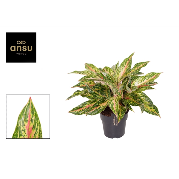 <h4>Aglaonema Twiggy Red</h4>