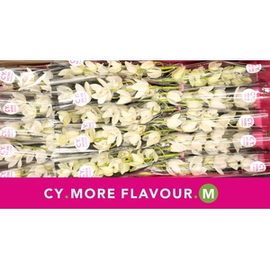 Mini cymbidium 'Sue' 50 cm