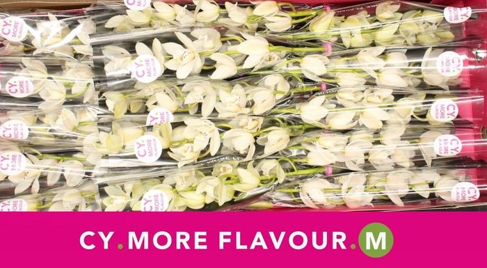 <h4>Mini cymbidium 'Sue' 50 cm</h4>