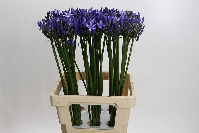<h4>AGAPANTHUS FU 'URI'</h4>